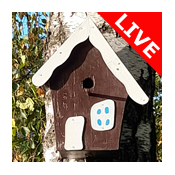 Vogelhaus Live